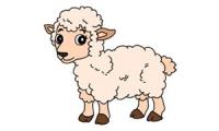 How to draw a Sheep