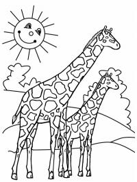 giraffe