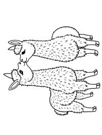 2 alpacas kissing each other