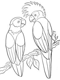 2 parrots