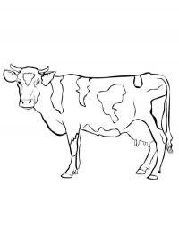 Cow