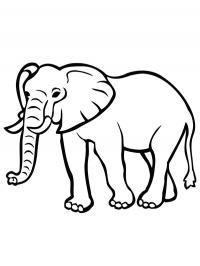 Elephant