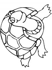 turtle