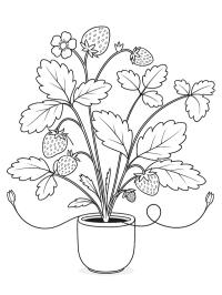 Strawberry plant