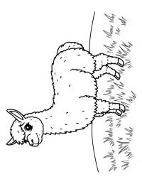 Alpaca in the grass