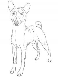 Basenji