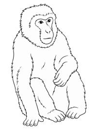 Barbary macaque