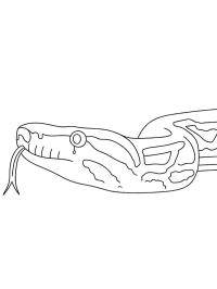Boa constrictor