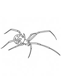 Brown Widow