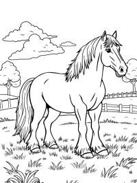 Clydesdale horse