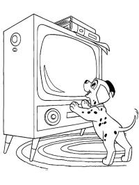 Dalmatian watches tv