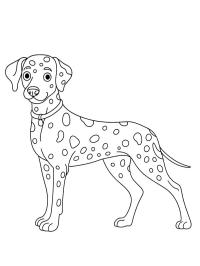 Dalmatian