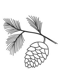 Pinecone