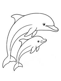Dolphin with baby