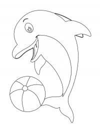 Dolphin with ball