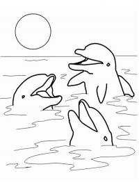 Dolphines in the ocean
