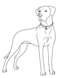 Great Dane