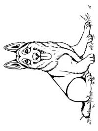 German Shepherd