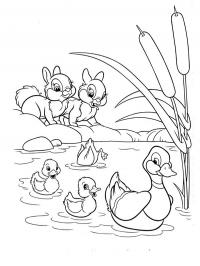 Ducks and rabbits