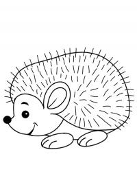 Hedgehog spines