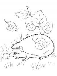 Hedgehog in leaves