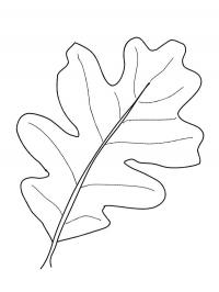 Oak leaf