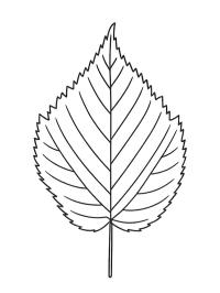 Alder leaf