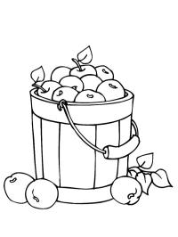 Bucket of apples