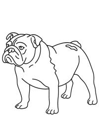 English Bulldog