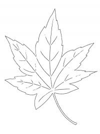 Maple Leaf