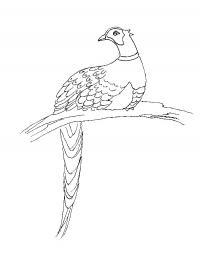 Pheasant