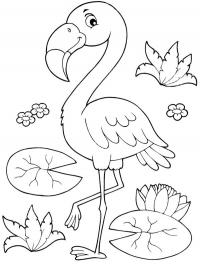 Flamingo