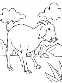 Goat eat grass