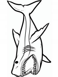 dangerious shark