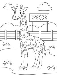 Giraffe at the zoo