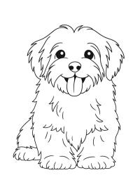 Havanese dog