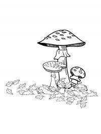 autumn mushrooms