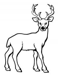 deer