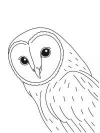 Barn Owl