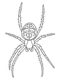 Cross spider