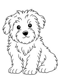 Maltese dog
