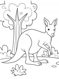 Pretty kangaroo