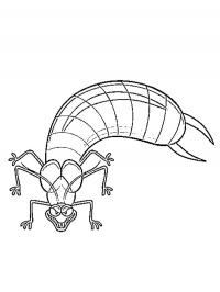 Earwig