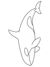 Killer whale