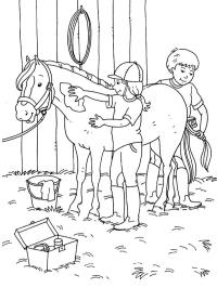 Taking care of a horse