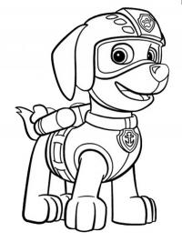 paw patrol Zuma