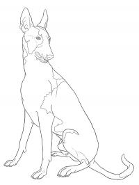 Ibizan Hound