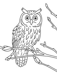 Long-eared owl