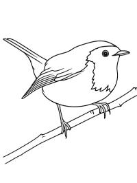 Robin redbreast