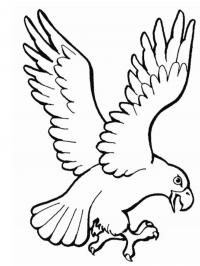 Bird of prey